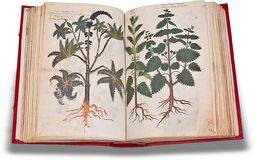 Greek Dioscorides – Testimonio Compañía Editorial – Chig. F.VII.1590 – Biblioteca Apostolica Vaticana (Vatican City, State of the Vatican City)