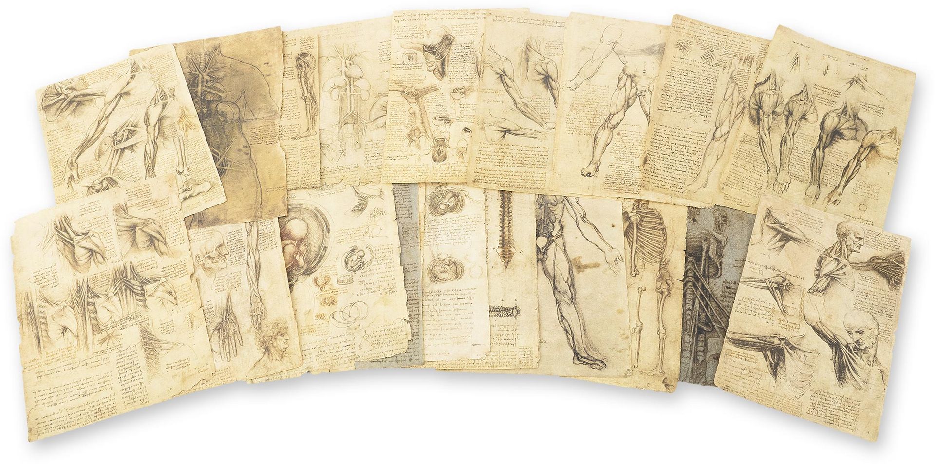 Leonardo da Vinci - Corpus of the Anatomical Studies Leonardo da Vinci - Corpus of the Anatomical Studies
