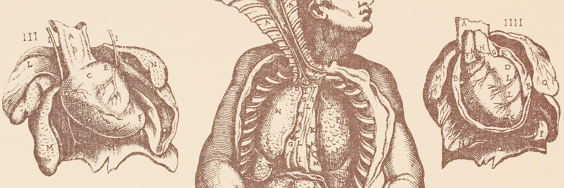 <i>››A great milestone in the research of human anatomy‹‹</i>
