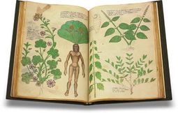 Tractatus de Herbis -  Sloane 4016 – M. Moleiro Editor – Sloane MS 4016 – British Library (London, United Kingdom)