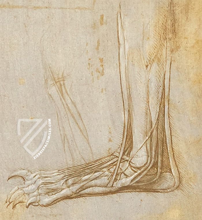 Corpus of the Anatomical Studies – Giunti Editore – Royal Library at Windsor Castle (Windsor, United Kingdom) Corpus of the Anatomical Studies – Giunti Editore – Royal Library at Windsor Castle (Windsor, United Kingdom)