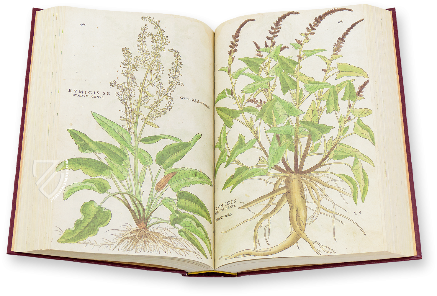 De Historia Stirpium - Leonhart Fuchs – Aboca Museum – Biblioteca Antiqua di Aboca Museum (Sansepolcro, Italy)