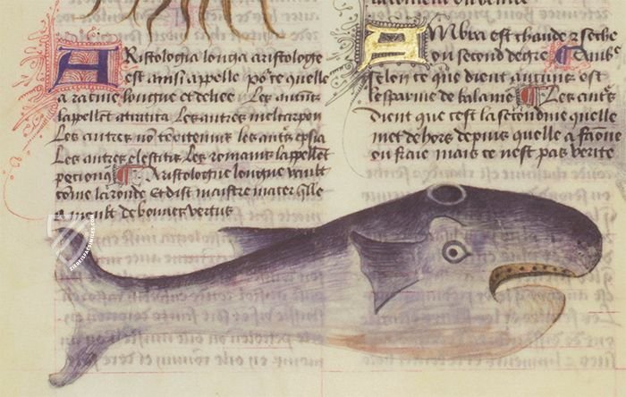 Herbolaire β Imago β Est. 28 = alfa M. 5. 9 β Biblioteca Estense Universitaria (Modena, Italy) Herbolaire β Imago β Est. 28 = alfa M. 5. 9 β Biblioteca Estense Universitaria (Modena, Italy)