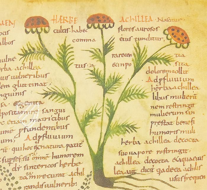 Herbolarium et Materia Medica β AyN Ediciones β ms. 296 β Biblioteca Statale di Lucca (Lucca, Italy) Herbolarium et Materia Medica β AyN Ediciones β ms. 296 β Biblioteca Statale di Lucca (Lucca, Italy)