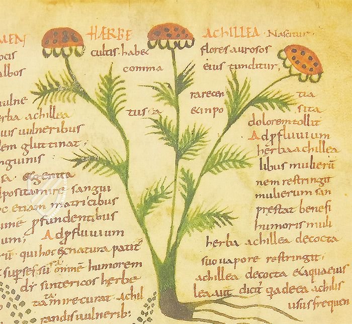 Herbolarium et Materia Medica – AyN Ediciones – ms. 296 – Biblioteca Statale di Lucca (Lucca, Italy)