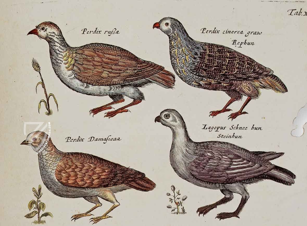 Historia Naturalis: De Avibus – Siloé, arte y bibliofilia – Private Collection Historia Naturalis: De Avibus – Siloé, arte y bibliofilia – Private Collection