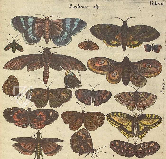 Historia Naturalis: De Insectis – Siloé, arte y bibliofilia – Private Collection