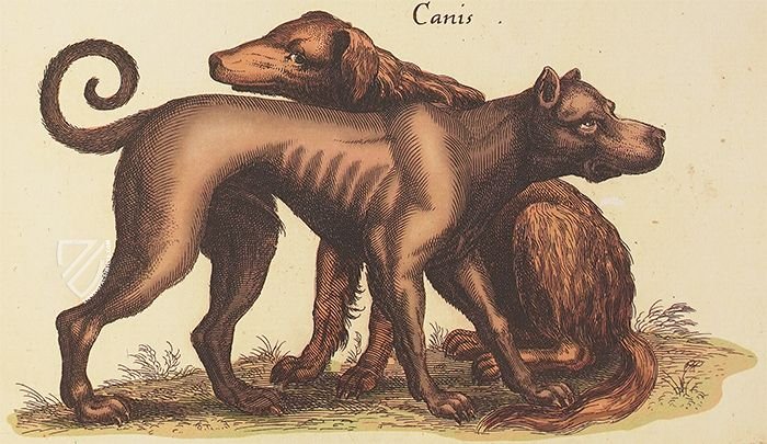 Historia Naturalis: De Quadrupedibus – Siloé, arte y bibliofilia – Private Collection Historia Naturalis: De Quadrupedibus – Siloé, arte y bibliofilia – Private Collection