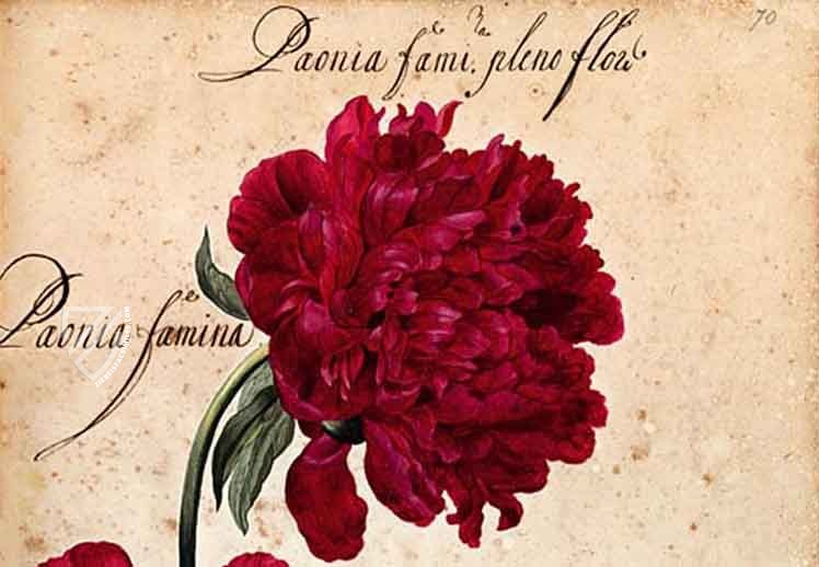 Hortus amoenissimus... by Franciscus de Geest – Aboca Museum – Varia 291 – Biblioteca Nazionale Centrale di Roma (Rome, Italy) Hortus amoenissimus... by Franciscus de Geest – Aboca Museum – Varia 291 – Biblioteca Nazionale Centrale di Roma (Rome, Italy)