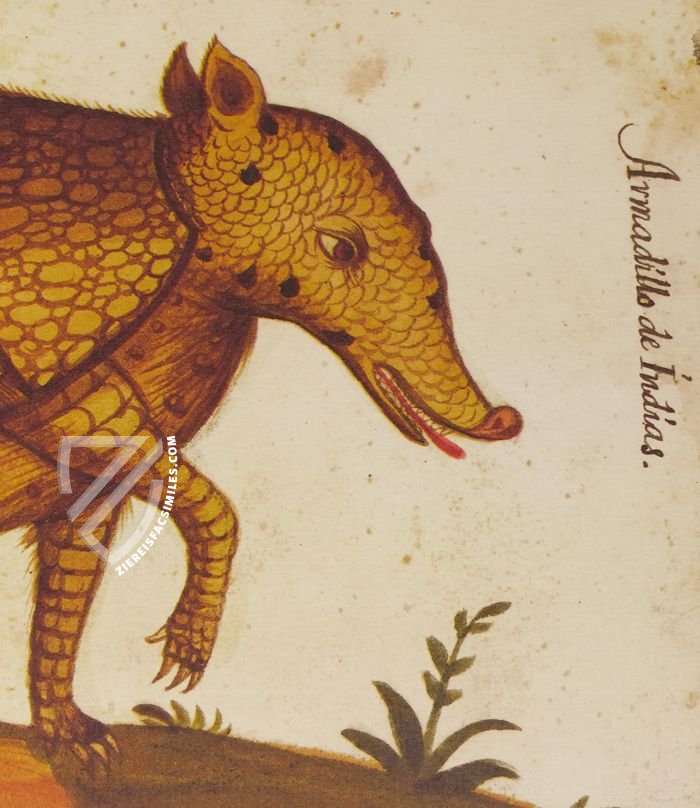 Natural History Atlas of Philip II - Pomar Codex – Vicent Garcia Editores – Ms. 9 – Biblioteca General e Histórica de la Universidad (Valencia, Spain) Natural History Atlas of Philip II - Pomar Codex – Vicent Garcia Editores – Ms. 9 – Biblioteca General e Histórica de la Universidad (Valencia, Spain)