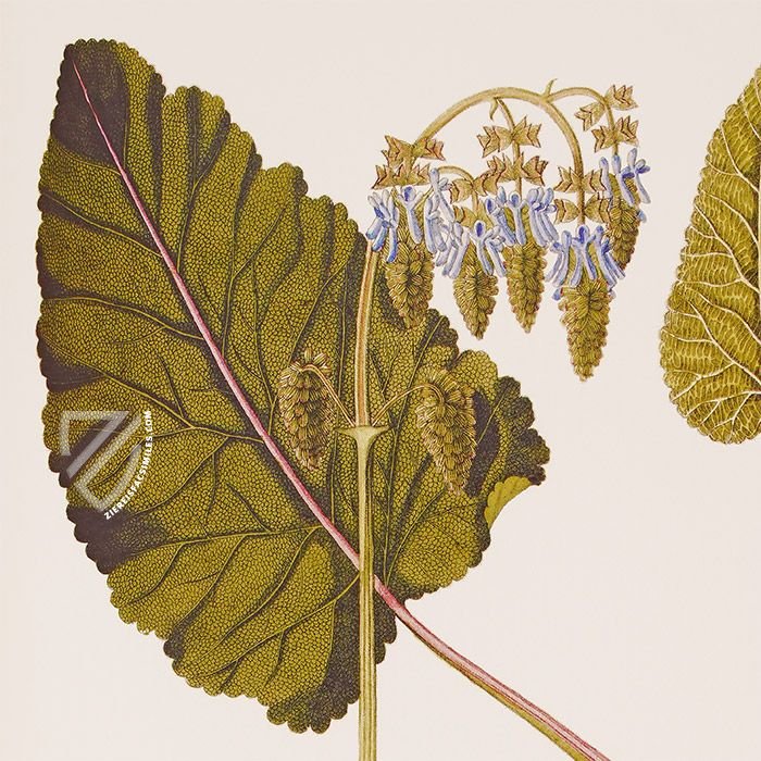 Paul Kitaibel: Descriptiones Et Icones Plantarum Rariorum Hungariae