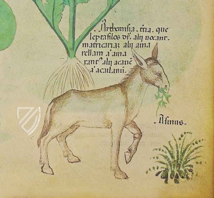 Sloane Tractatus de Herbis β M. Moleiro Editor β Sloane MS 4016 β British Library (London, United Kingdom) Sloane Tractatus de Herbis β M. Moleiro Editor β Sloane MS 4016 β British Library (London, United Kingdom)