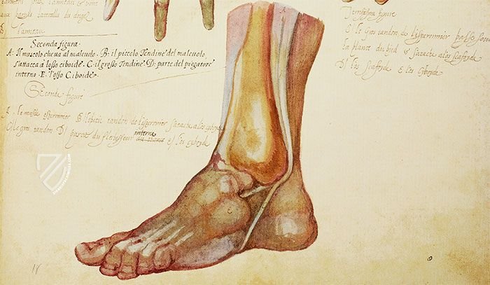 Anatomia depicta – Istituto dell'Enciclopedia Italiana - Treccani – Nuove Accessioni 329 (Grandi Formati 64) – Biblioteca Nazionale Centrale di Firenze (Florence, Italy)