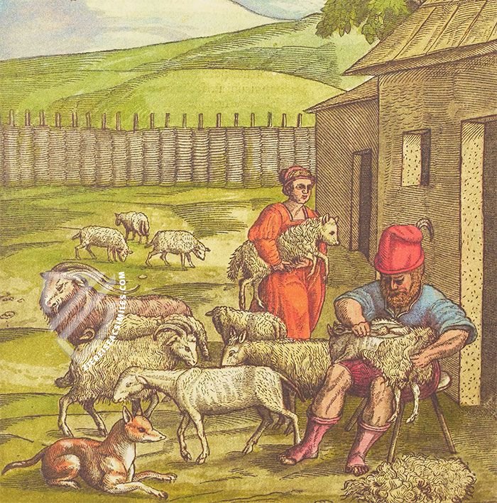 Discorsi di P. A. Mattioli Illustrated by Gherardo Cibo – Aboca Museum – Rari 278 – Biblioteca Alessandrina (Rome, Italy)