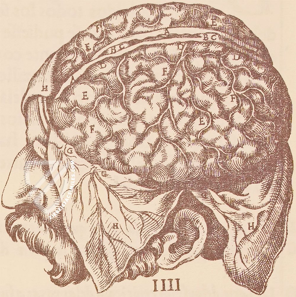Historia de la Composicion del Cuerpo Humano – Vicent Garcia Editores – D-44bis – Biblioteca Historicomèdica de la Universitat de València (Valencia, Spain) Historia de la Composicion del Cuerpo Humano – Vicent Garcia Editores – D-44bis – Biblioteca Historicomèdica de la Universitat de València (Valencia, Spain)