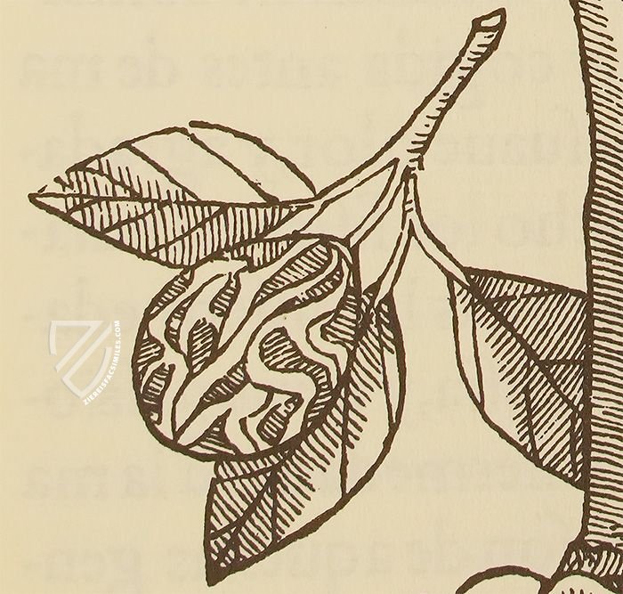 Tractado de las Drogas, y Medicinas de las Indias Orientales… – Vicent Garcia Editores – E/268 – Biblioteca Histórico Médica de la Universidad de València (Valencia, Spain)