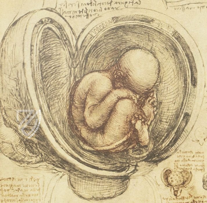 Corpus of the Anatomical Studies (Collection) – Collezione Apocrifa Da Vinci – Royal Library at Windsor Castle (Windsor, United Kingdom)