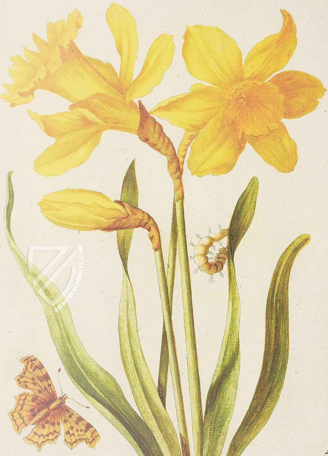 New Book of Flowers – Prestel Verlag – S.B.760 – Sächsische Landesbibliothek – Staats- und Universitätsbibliothek (Dresden, Germany)