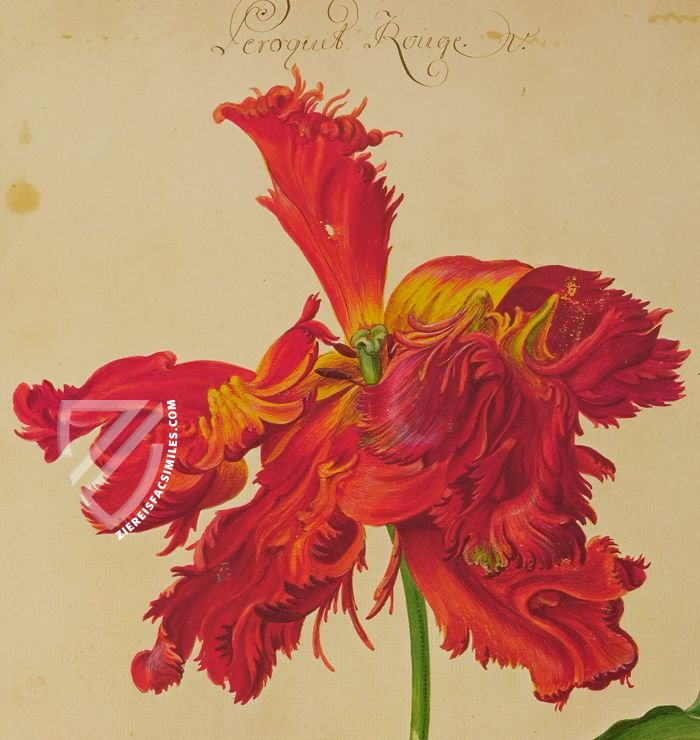 Karlsruhe Tulip Book – Landeskreditbank Baden-Württemberg – Cod. Karlsruhe 3302 – Badische Landesbibliothek (Karlsruhe, Germany) Karlsruhe Tulip Book – Landeskreditbank Baden-Württemberg – Cod. Karlsruhe 3302 – Badische Landesbibliothek (Karlsruhe, Germany)