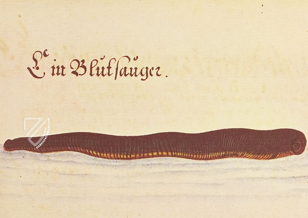 The Book of Birds, Fishes, and Animals 1666 – Müller & Schindler – 2° Ms. phys. et hist. nat. 3  – Universitätsbibliothek Kassel (Kassel, Germany)
