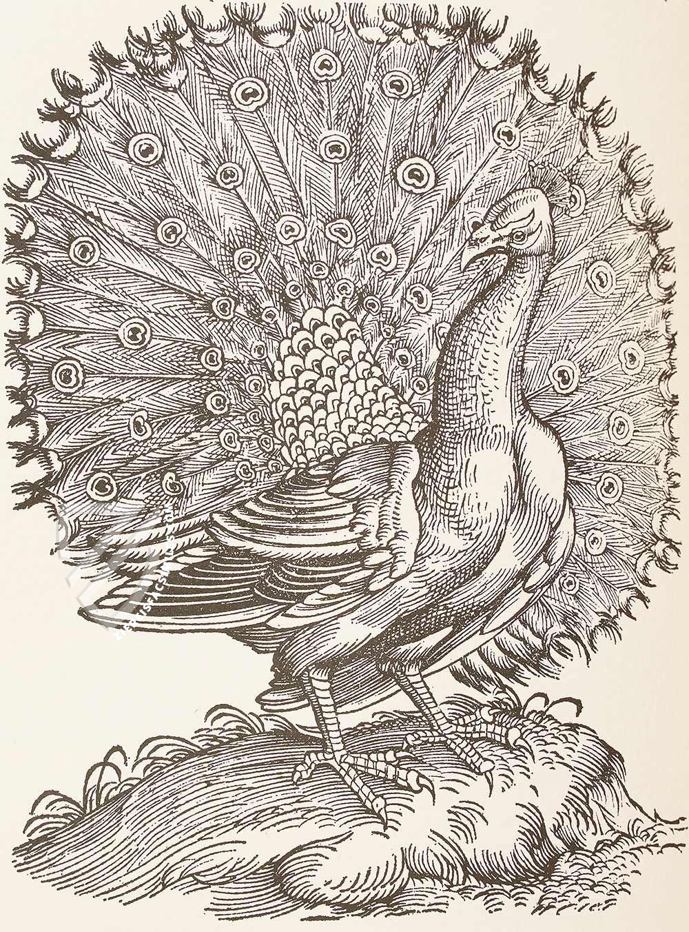 Conrad Gessner: Vogelbuch – Josef Stocker-Schmid – NS 4 | F – Zentralbibliothek Zürich (Zürich, Switzerland) Conrad Gessner: Vogelbuch – Josef Stocker-Schmid – NS 4 | F – Zentralbibliothek Zürich (Zürich, Switzerland)
