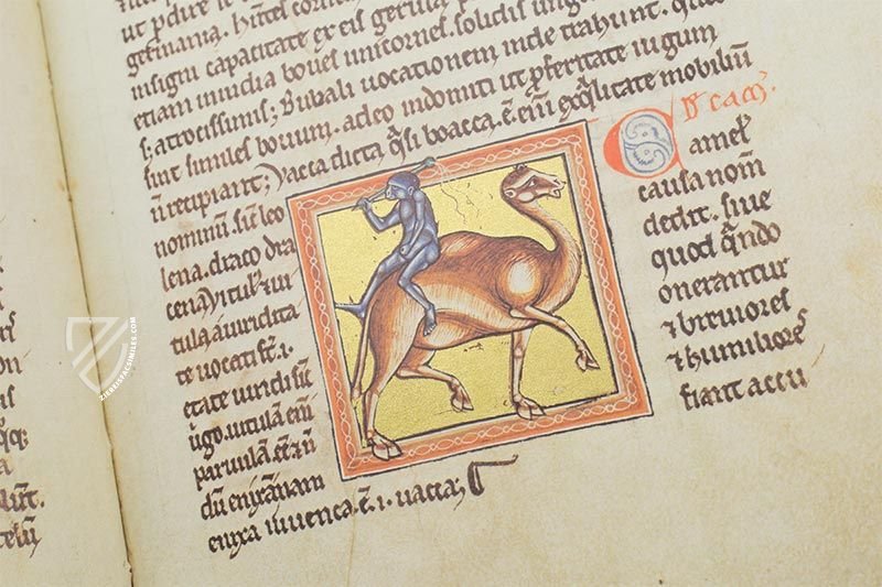 The Bestiary of Christ