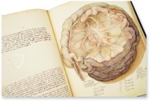 Anatomia depicta – Istituto dell'Enciclopedia Italiana - Treccani – Nuove Accessioni 329 (Grandi Formati 64) – Biblioteca Nazionale Centrale di Firenze (Florence, Italy)