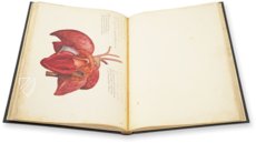 Anatomia depicta – Istituto dell'Enciclopedia Italiana - Treccani – Nuove Accessioni 329 (Grandi Formati 64) – Biblioteca Nazionale Centrale di Firenze (Florence, Italy)