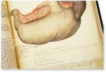 Anatomia depicta – Istituto dell'Enciclopedia Italiana - Treccani – Nuove Accessioni 329 (Grandi Formati 64) – Biblioteca Nazionale Centrale di Firenze (Florence, Italy)