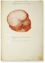 Anatomia depicta – Istituto dell'Enciclopedia Italiana - Treccani – Nuove Accessioni 329 (Grandi Formati 64) – Biblioteca Nazionale Centrale di Firenze (Florence, Italy)