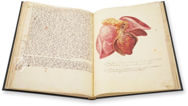 Anatomy Depicted – Istituto dell'Enciclopedia Italiana - Treccani – Nuove Accessioni 329 (Grandi Formati 64) – Biblioteca Nazionale Centrale di Firenze (Florence, Italy)