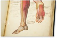 Anatomy Depicted – Istituto dell'Enciclopedia Italiana - Treccani – Nuove Accessioni 329 (Grandi Formati 64) – Biblioteca Nazionale Centrale di Firenze (Florence, Italy)