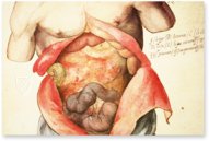 Anatomy Depicted – Istituto dell'Enciclopedia Italiana - Treccani – Nuove Accessioni 329 (Grandi Formati 64) – Biblioteca Nazionale Centrale di Firenze (Florence, Italy)