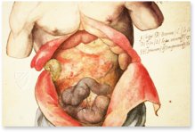 Anatomy Depicted – Istituto dell'Enciclopedia Italiana - Treccani – Nuove Accessioni 329 (Grandi Formati 64) – Biblioteca Nazionale Centrale di Firenze (Florence, Italy)