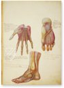 Anatomy Depicted – Istituto dell'Enciclopedia Italiana - Treccani – Nuove Accessioni 329 (Grandi Formati 64) – Biblioteca Nazionale Centrale di Firenze (Florence, Italy)