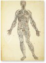 Anatomy Depicted – Istituto dell'Enciclopedia Italiana - Treccani – Nuove Accessioni 329 (Grandi Formati 64) – Biblioteca Nazionale Centrale di Firenze (Florence, Italy)