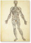 Anatomy Depicted – Istituto dell'Enciclopedia Italiana - Treccani – Nuove Accessioni 329 (Grandi Formati 64) – Biblioteca Nazionale Centrale di Firenze (Florence, Italy)