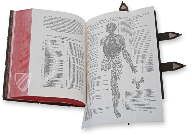 Andreas Vesalius: De Humani Corporis Fabrica – Pytheas Books – 548.i.2.(1) – British Library (London, United Kingdom)