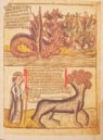 Apocalypsis Johannis – Il Bulino, edizioni d'arte – alfa.D.5.22 – Biblioteca Estense Universitaria (Modena, Italy)