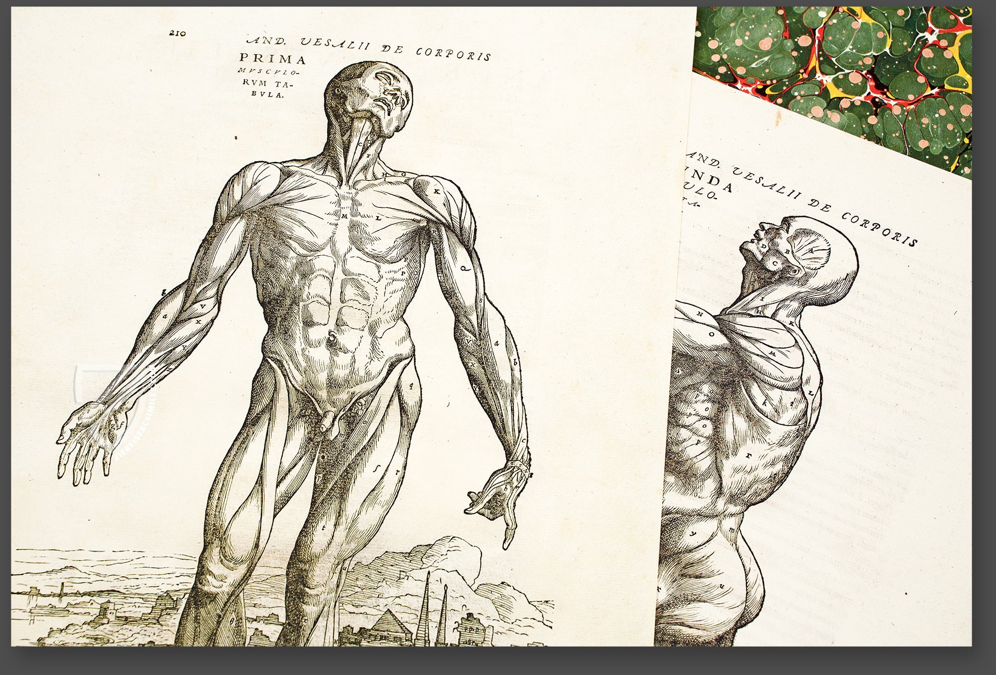 Illustrations from Vesalius ' Fabrica (1555) 7 . Skeletons | Download  Scientific Diagram