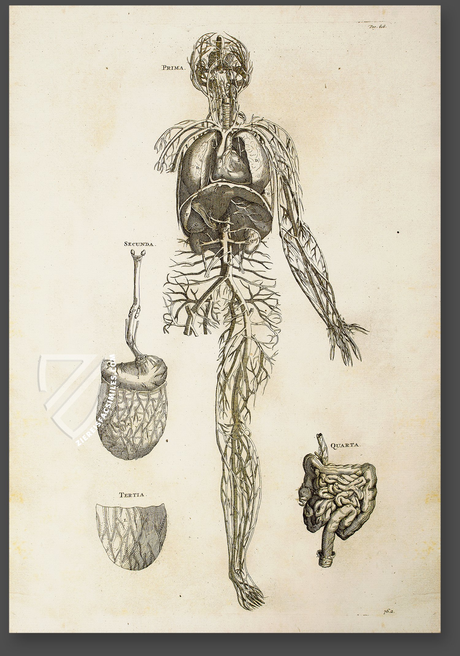 A woodcut illustration from Andreas Vesalius' 1543 treatise on... News  Photo - Getty Images