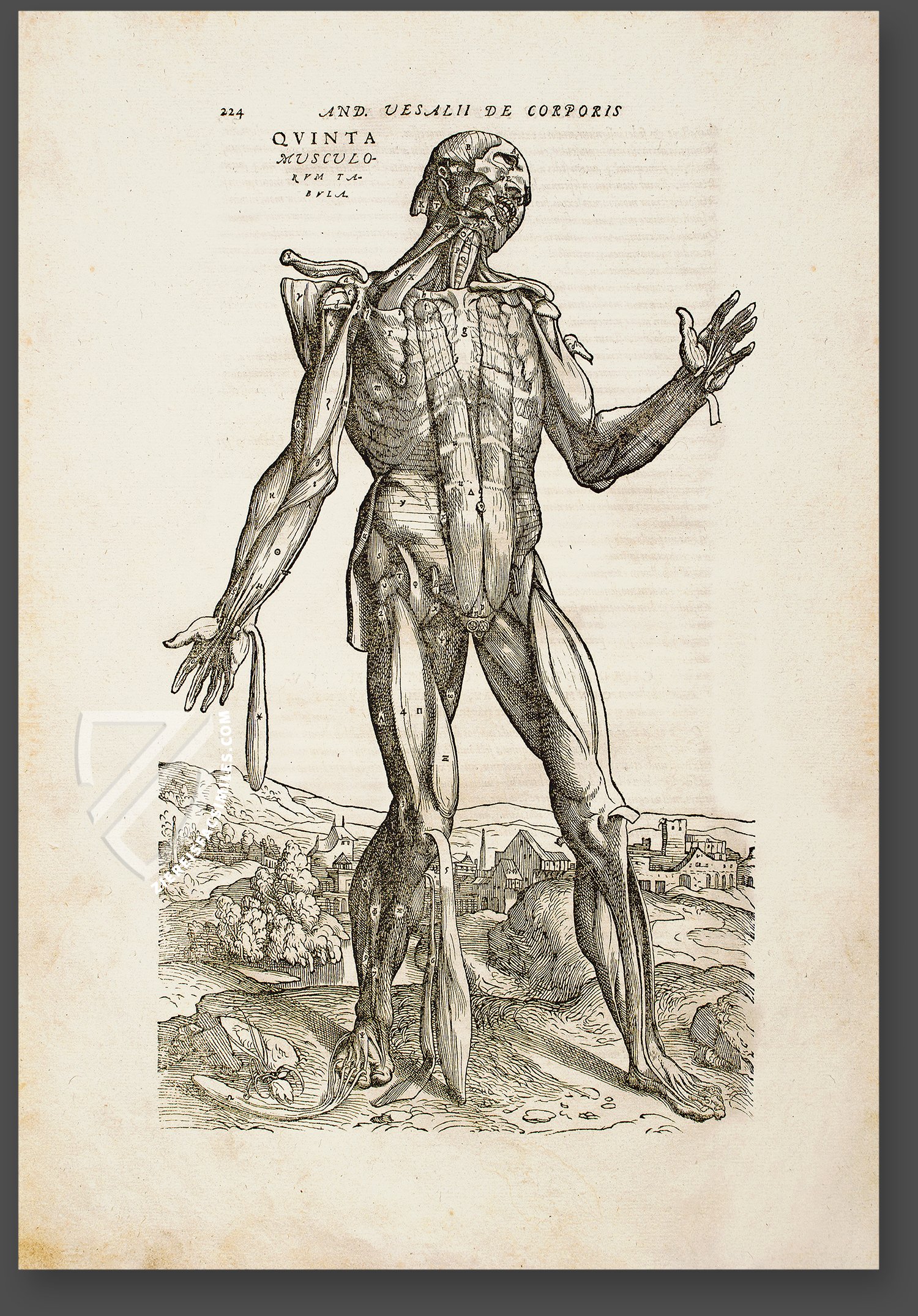 Illustrations from Vesalius ' Fabrica (1555) 7 . | Download Scientific  Diagram