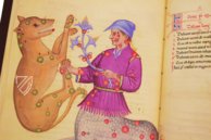 Book of Fixed Stars of Alfonso the Wise – Patrimonio Ediciones – Ms. 78D12 – Kupferstichkabinett (Berlin, Germany)