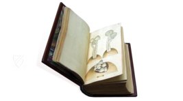 Book of Mushrooms – Siloé, arte y bibliofilia – Private Collection