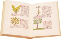 Book of Simple Medicines - Codex Bruxellensis – De Schutter – Codex Bruxellensis IV. 1024 – Bibliothèque Royale de Belgique (Brussels, Belgium)