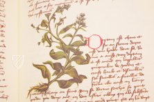 Book of Simple Medicines - Codex Bruxellensis – De Schutter – Codex Bruxellensis IV. 1024 – KBR (Koninklijke Bibliotheek van België/Bibliothèque royale de Belgique) (Brussels, Belgium) Book of Simple Medicines - Codex Bruxellensis – De Schutter – Codex Bruxellensis IV. 1024 – KBR (Koninklijke Bibliotheek van België/Bibliothèque royale de Belgique) (Brussels, Belgium)