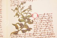 Book of Simple Medicines - Codex Bruxellensis – De Schutter – Codex Bruxellensis IV. 1024 – KBR (Koninklijke Bibliotheek van België/Bibliothèque royale de Belgique) (Brussels, Belgium) Book of Simple Medicines - Codex Bruxellensis – De Schutter – Codex Bruxellensis IV. 1024 – KBR (Koninklijke Bibliotheek van België/Bibliothèque royale de Belgique) (Brussels, Belgium)