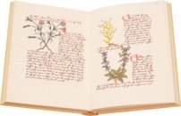 Book of Simple Medicines - Codex Bruxellensis – De Schutter – Codex Bruxellensis IV. 1024 – KBR (Koninklijke Bibliotheek van België/Bibliothèque royale de Belgique) (Brussels, Belgium) Book of Simple Medicines - Codex Bruxellensis – De Schutter – Codex Bruxellensis IV. 1024 – KBR (Koninklijke Bibliotheek van België/Bibliothèque royale de Belgique) (Brussels, Belgium)