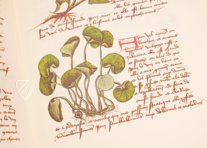 Book of Simple Medicines - Codex Bruxellensis – De Schutter – Codex Bruxellensis IV. 1024 – KBR (Koninklijke Bibliotheek van België/Bibliothèque royale de Belgique) (Brussels, Belgium) Book of Simple Medicines - Codex Bruxellensis – De Schutter – Codex Bruxellensis IV. 1024 – KBR (Koninklijke Bibliotheek van België/Bibliothèque royale de Belgique) (Brussels, Belgium)