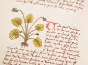 Book of Simple Medicines - Codex Bruxellensis – De Schutter – Codex Bruxellensis IV. 1024 – KBR (Koninklijke Bibliotheek van België/Bibliothèque royale de Belgique) (Brussels, Belgium) Book of Simple Medicines - Codex Bruxellensis – De Schutter – Codex Bruxellensis IV. 1024 – KBR (Koninklijke Bibliotheek van België/Bibliothèque royale de Belgique) (Brussels, Belgium)